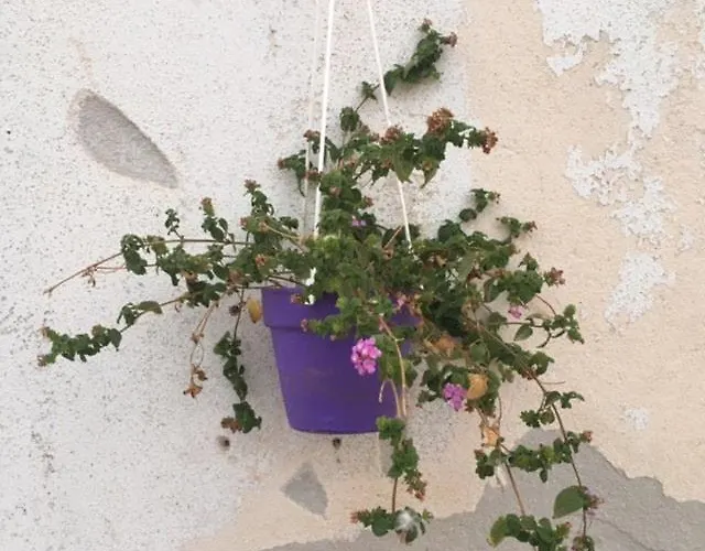 Lamia Fulmine Avec Piscine